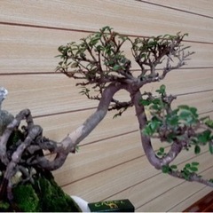 盆栽　台湾くるち