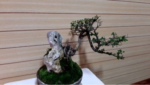 盆栽 台湾くるち - 沖縄県の家具 