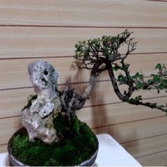 盆栽　台湾くるち