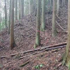 ソロキャンパー募集❗私の植林山を使って下さい。無料です