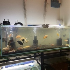 ガラス水槽　1200×300×400 アクアシステム