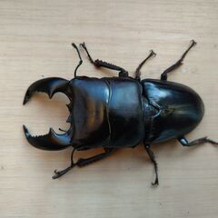 スマトラヒラタクワガタ　幼虫5頭セット　【オマケ】使用済みペア