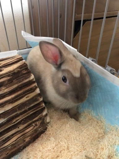 3ヶ月の子うさぎネザーランドドワーフ里親様決まりました 樹里 中島公園のその他の里親募集 ジモティー