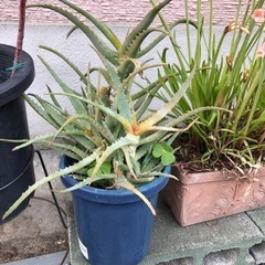 観葉植物アロエ②