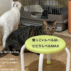 飼い主が脳梗塞で倒れ2匹行くところなく困ってます急募です