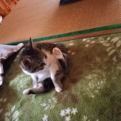 里親様が決まりました☺️ありがとうございました - 猫