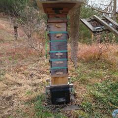 【ネット決済】日本蜜蜂・巣箱と蜂セット・取りに来られる方限定
