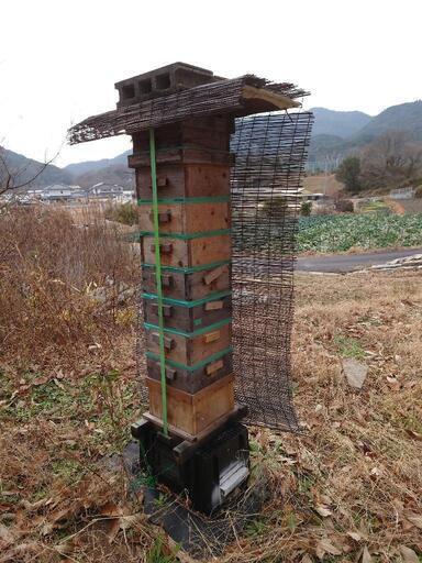 日本蜜蜂・巣箱と蜂セット・取りに来られる方限定