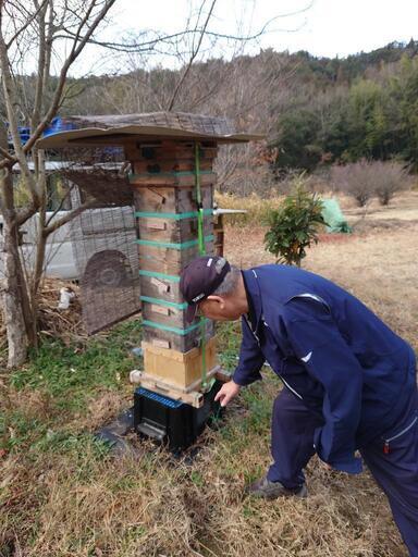 日本蜜蜂・巣箱と蜂セット・取りに来られる方限定