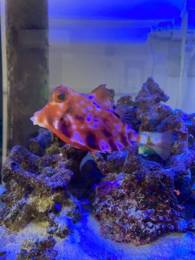 ラクダハコフグ海水魚 Rhodem777 札幌のその他の中古あげます 譲ります ジモティーで不用品の処分