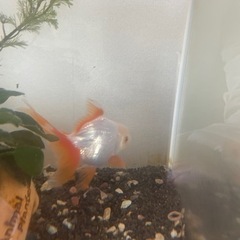白と赤の金魚　　1匹