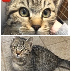 完全室内飼い出来る方