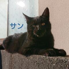 人懐っこい黒猫(仮名サン)
