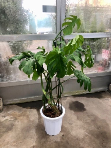 モンステラ現品処分品