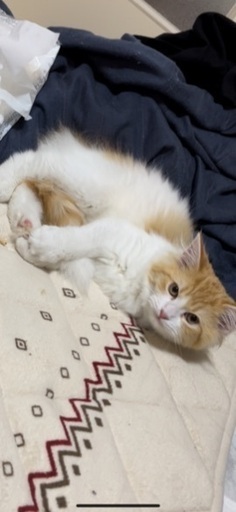 ラガマフィン3ヶ月オス みぃ 香芝の猫の里親募集 ジモティー