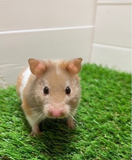 ハムスターレアカラーダヴトリコロール サムデイ 神戸のその他のペットの無料広告 無料掲載の掲示板 ジモティー