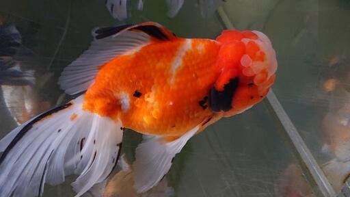 金魚 500円 水槽で綺麗な金魚を 山の中の小さな金魚屋 多久のその他の中古あげます 譲ります ジモティーで不用品の処分