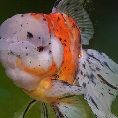 金魚 500円 水槽で綺麗な金魚を 山の中の小さな金魚屋 多久のその他の中古あげます 譲ります ジモティーで不用品の処分