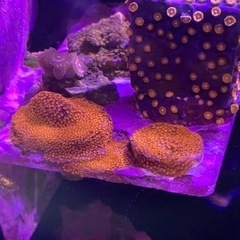サンゴセット　4個体