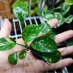 水草、アヌビアス・ナナ　バリエガータ斑入り『現物1株』