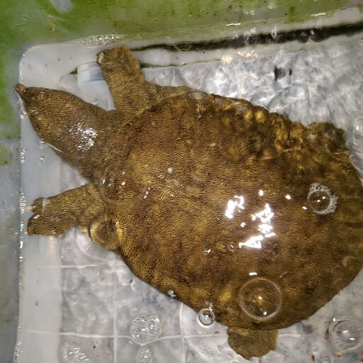 巨大ニホンスッポンワイルドかわいいw Arkpet 町田のペットショップの無料広告 無料掲載の掲示板 ジモティー 巨大ニホンスッポンワイルドかわいいw Arkpet 町田のペットショップの無料広告 無料掲載の掲示板 ジモティー