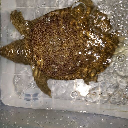 巨大ニホンスッポンワイルドかわいいｗ Arkpet 町田のペットショップの無料広告 無料掲載の掲示板 ジモティー