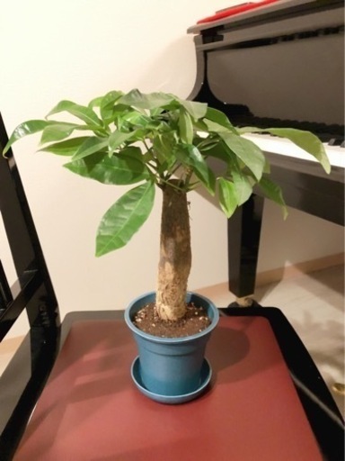 観葉植物　パキラ　35cm　ブルーカラーの3.5号の鉢と受け皿付き