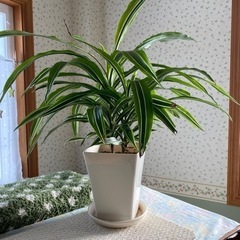 観葉植物お譲りします