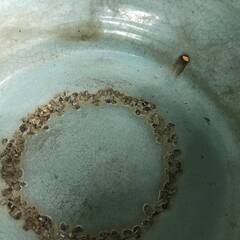 ⭕⭕⭕KG3/35　直接引取歓迎 大きい 大型 火鉢 大火鉢 陶器 高さ36cm 幅64cm 植木鉢 盆栽 鉢 陶器 古道具 古民具 下横に穴 風景 昭和 レトロ⭕⭕⭕