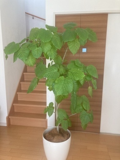 観葉植物　ウンベラータ（180㌢ぐらい）