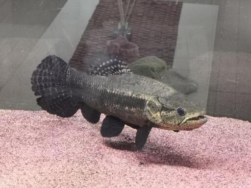 熱帯魚　ブラックタライロン30cm