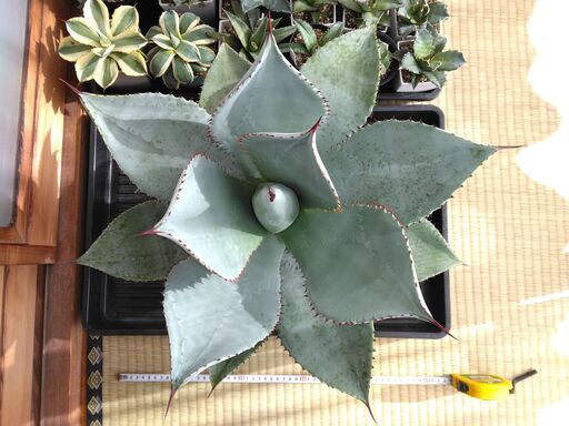 アガベ・ドラゴントゥース 大株 - その他 