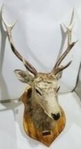TOMYCOM  ｵｽｽﾒNO1‼️剥製 鹿の頭 高さ約95 (㎝)