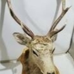 🌕TOMYCOM  ｵｽｽﾒNO1‼️剥製 鹿の頭 高さ約95 (㎝)