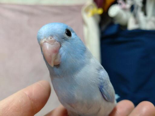 手乗りマメルリハインコ 宇都宮 小さな個人ブリーダー ぐりーんびーんず 有償での里親様募集中 ご予約受付中 のんママ 宇都宮のその他のペットの無料広告 無料掲載の掲示板 ジモティー
