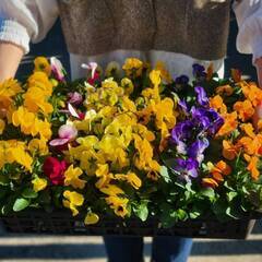 アルバイト急募！！　花のシール貼り・仕分け作業！　構内作業員アルバイト急募！　お花に囲まれてお仕事しませんか？の画像