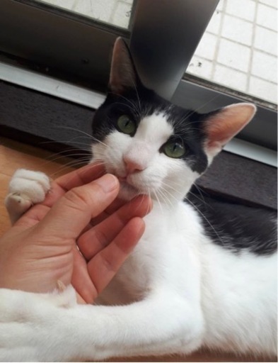 保護してくれている家の子になりました 事故に遭った甘えんぼのゴロリくん 元気に復活 まりこまり 八幡宿の猫の里親募集 ジモティー