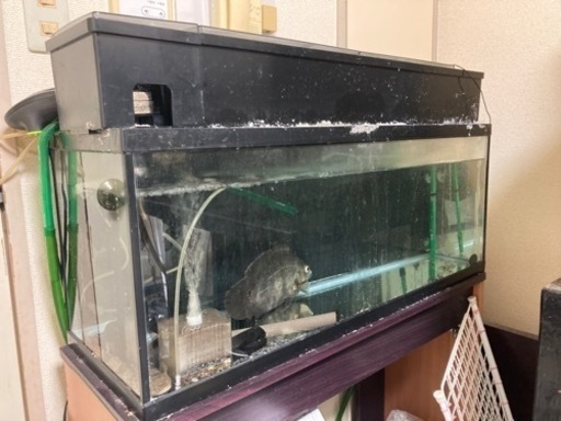ガラス水槽　900×350×300  水槽台付き