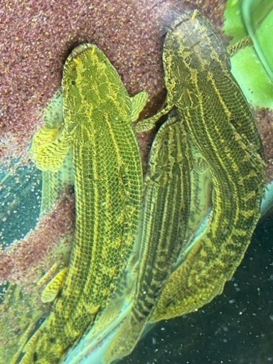 ポリプテルス 熱帯魚 ワイルド 【公式通販】 ポリプテルス 熱帯魚 ワイルド 【公式通販】