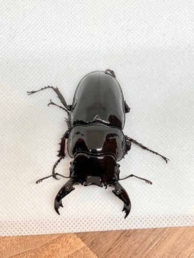 赤レギウスオオツヤクワガタ　ペア　A