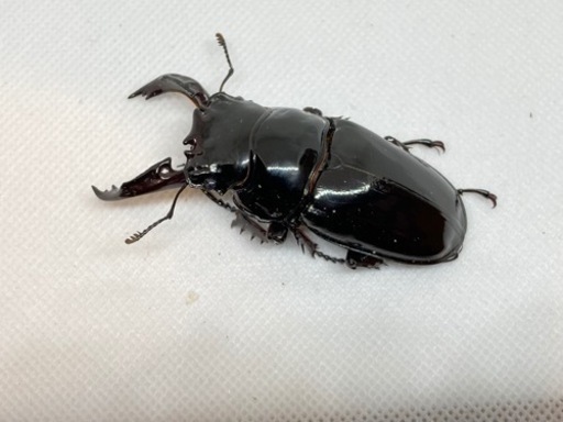 赤レギウスオオツヤクワガタ　ペア　B