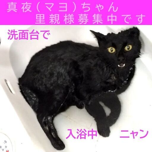 只今結納に向けてお話中 信頼度 １ 猫がオーナーの お見合い会 真夜ちゃん ドラゴンキャット 池袋の猫の里親募集 ジモティー