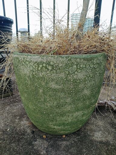 モミジ植木＆緑の鉢（直径38cm 高さ30cm）