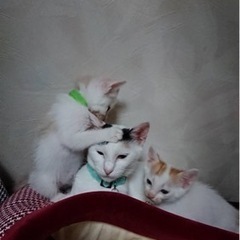 トライアル中☆幸運の三毛白猫ちゃんのご家族になりませんか☆ − 新潟県