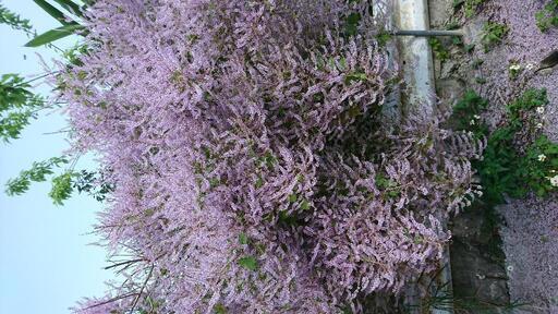 特大メイフラワー No 14 アルスカイ 首里の生活雑貨の中古あげます 譲ります ジモティーで不用品の処分