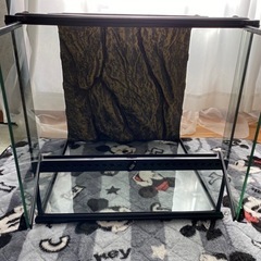 グラステラリウム4545