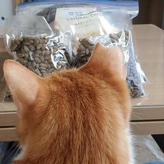 ニュートロ ナチュラルチョイス 室内猫用 アダルトチキン 約2kg − 神奈川県