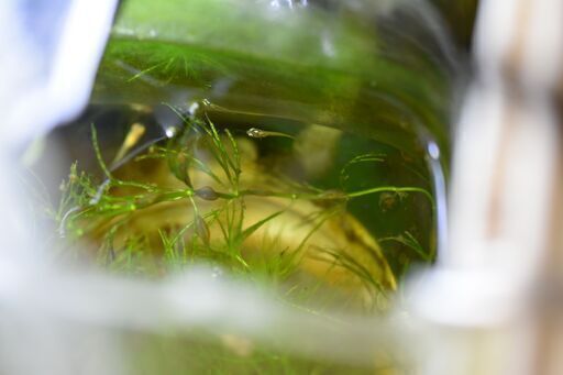 熱帯魚 ゴールデンハニードワーフグラミーの幼魚 若魚 のだっち 相模大野のその他の中古あげます 譲ります ジモティーで不用品の処分