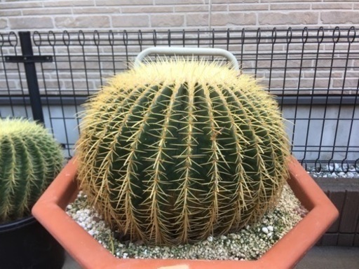 サボテン【金鯱】★感謝を込めて☆超特大サボテンの王様/ドライガーデン/限定超特価 サボテン【金鯱】①☆感謝を込めて20個限定☆/サボテンの王様/