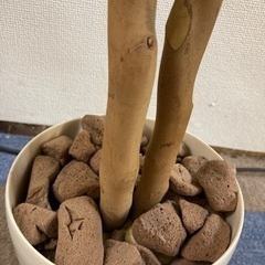 パキラ フェイクグリーン  観葉植物 光触媒